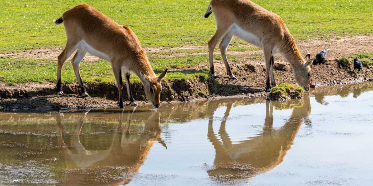 Zambia National Parks