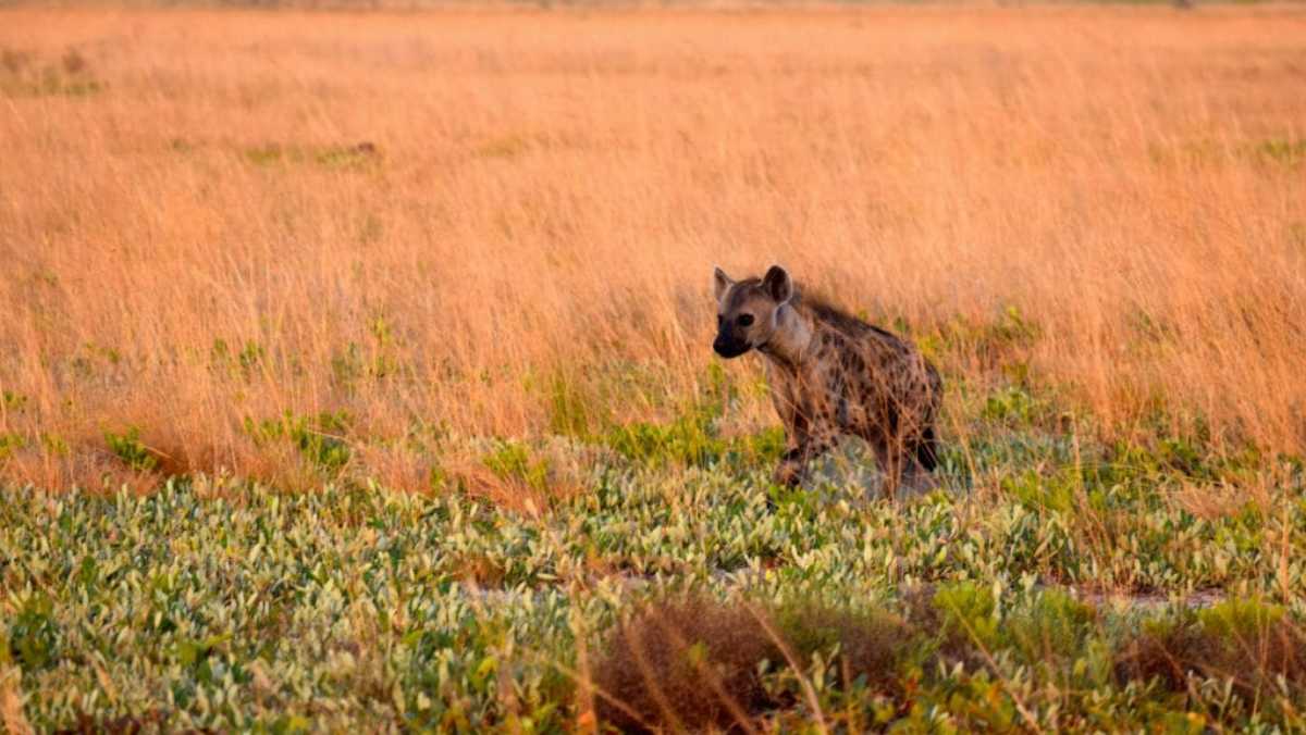 Zambia National Parks