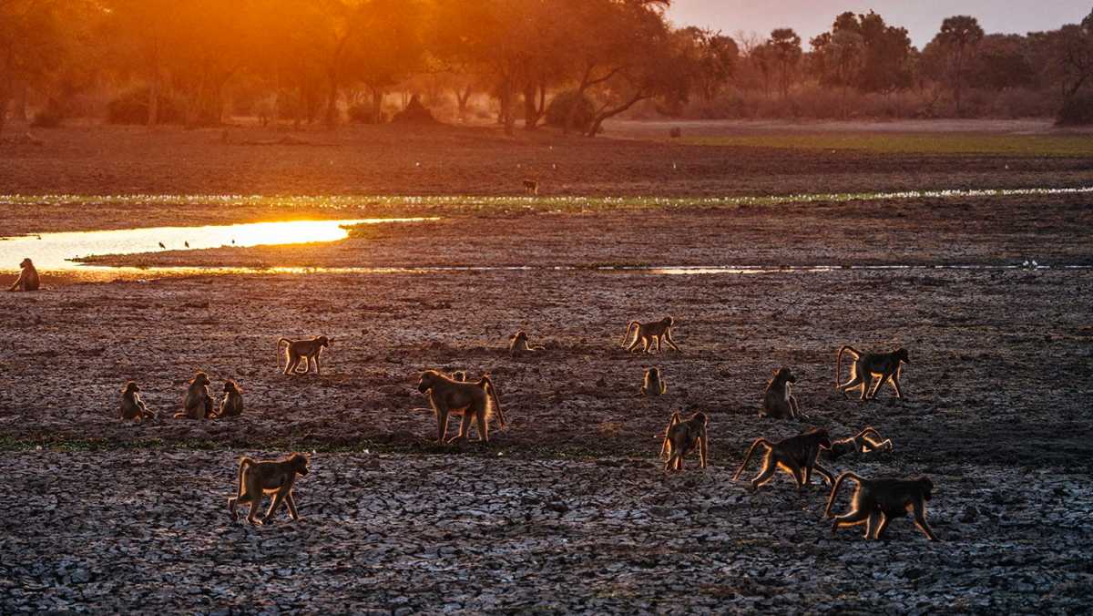 Zambia National Parks