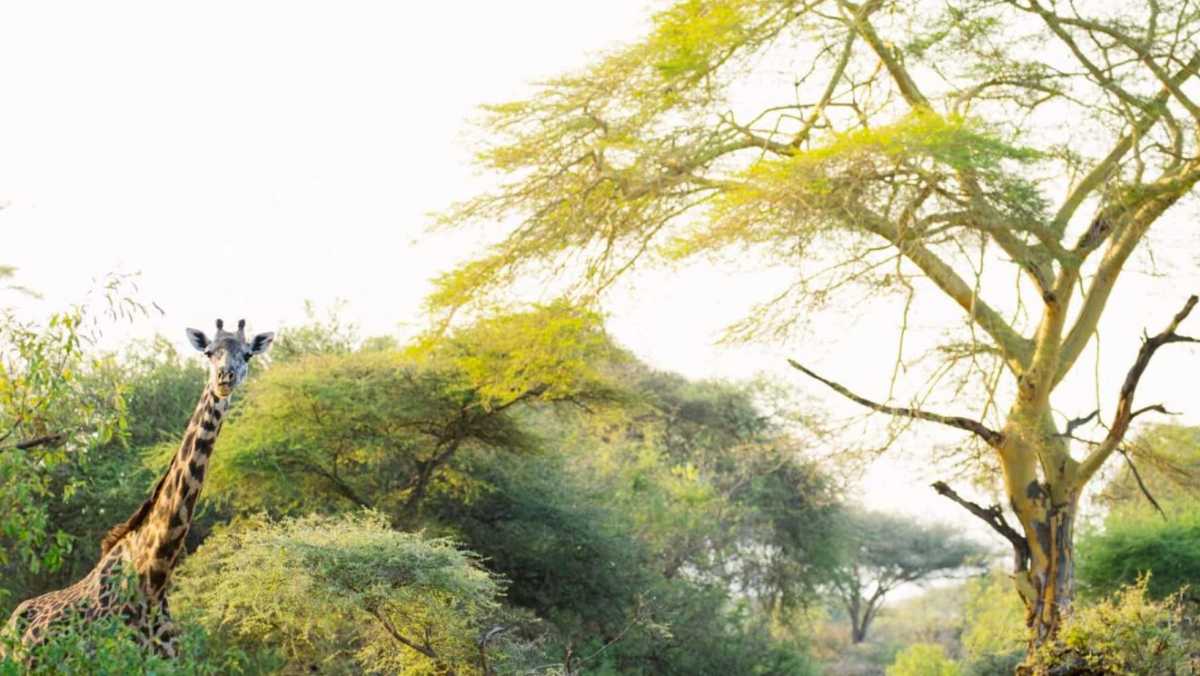 Zambia National Parks