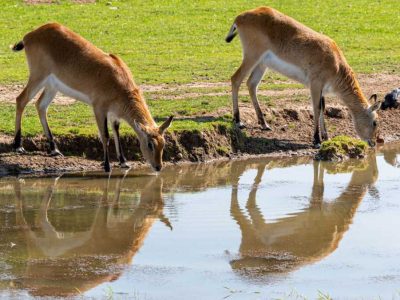 Zambia National Parks
