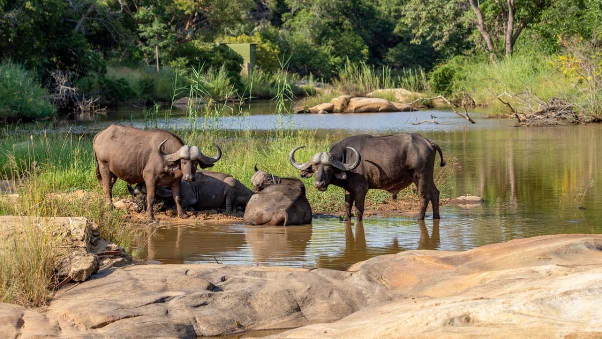 Zambia National Parks