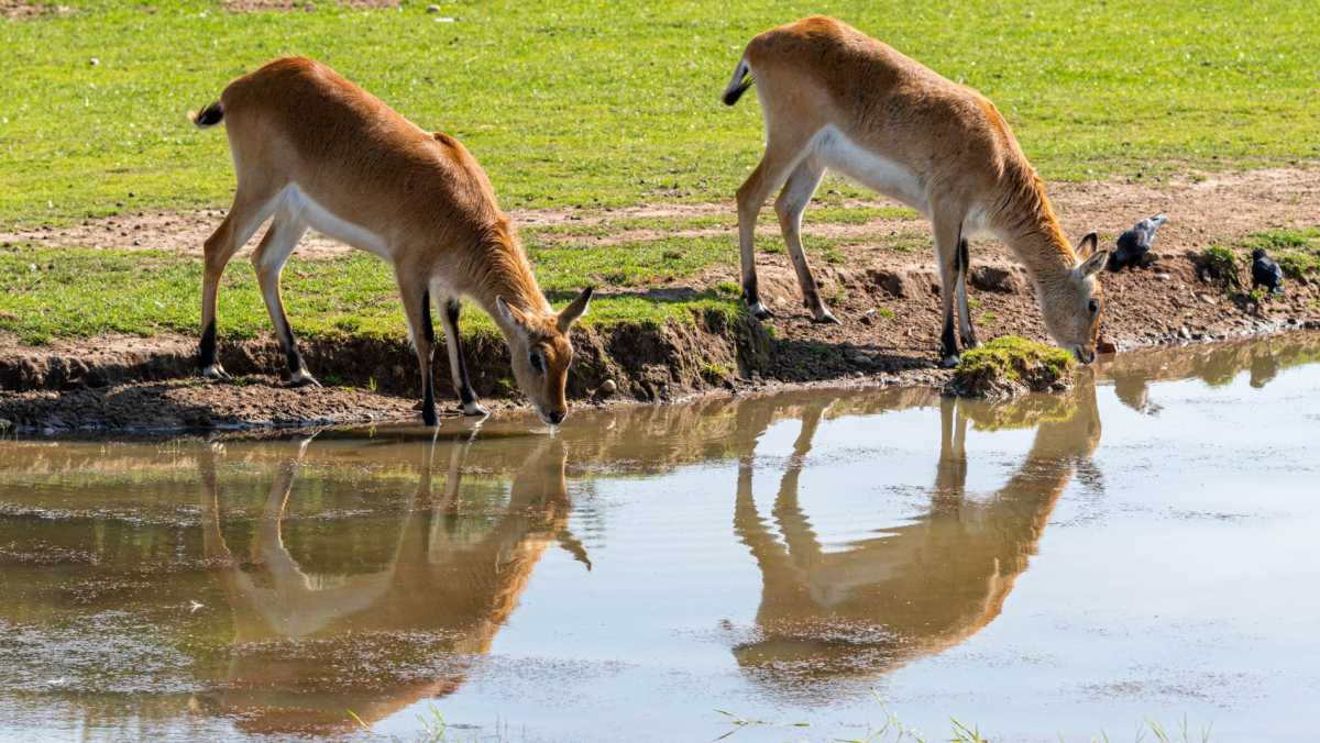 Zambia National Parks